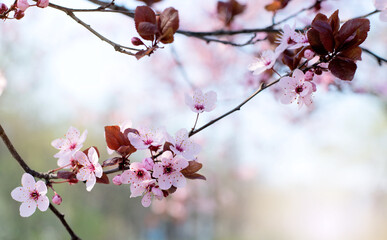 Beautiful Pink Cherry Plum, Prunus Cerasifera Nigra, blooming in early spring. Decorative Landscape Design Tree.