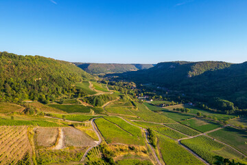 Obraz premium vineyard in region