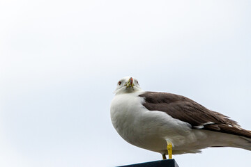 休憩するカモメ