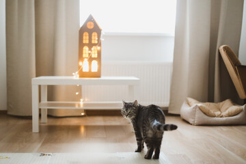 Cute Scottish straight cat at home. Home pet cute kitten cat with funny looking. Scandinavian style, hygge concept