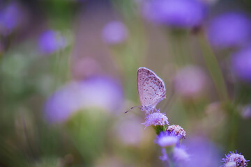 Beautiful Butterfly on Nature