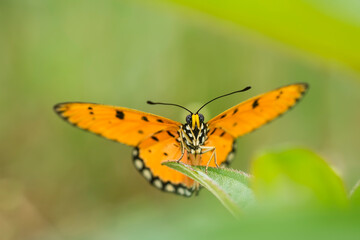 Beautiful Butterfly on Nature