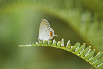 Beautiful Butterfly on Nature