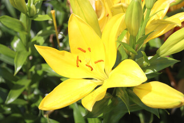 Fototapeta premium ユリの花
