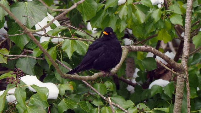 male blackbird perched on a branch of a tree in the forest in a nature reserve in the United Kingdom