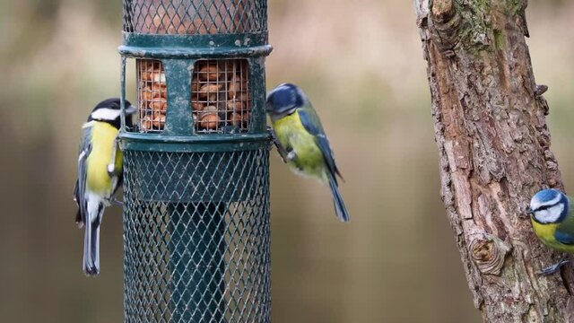 Eurasian Great Tit and Blue tits ( Chickadees) alternating on a bird feeder in a nature reserve in the United Kingdom