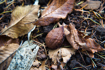 落下した木の実