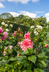 Fototapeta premium Bushes of pink and white dahlia against the backdrop of green foliage.