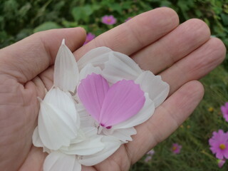 手のひらにコスモスの花びら　ピンクと白