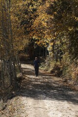 Obraz premium Beautiful autumn landscape with fallen dry red leaves, road through the forest and yellow trees.turkey