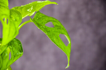 Monstera Adansoni leaves background, urban and house plants