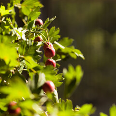 
hawthorn branch, branch with green leaves and red berries