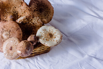 Mushroom on wooden board with white background