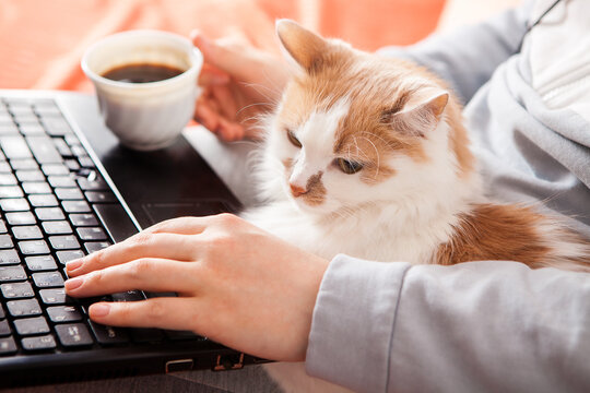 Online Home Schooling And Computer Work. View From Above Without A Face. A Woman Sits On A Bed With A Laptop, A Cat And A Cup Of Coffee.