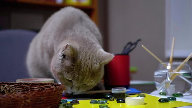 Sly British Cat Jumped on Table and to Steal Paint Brush. Thief. Animal Instinct