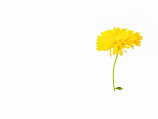Yellow flower chrysanthemums on a white background. A greeting card.