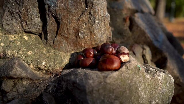 brown chestnuts gathered on a stone in a park in the town of Drobeta Turnu Severin in the final summer season, beginning of autumn
