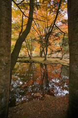 "Kumoba Pond". Autumn leaves that reflect on the pond. Japanese landscape. Beautiful autumn landscape.