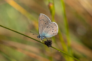 Lycaenidae Polyommatus bellis butterfly perched on top of a flower.