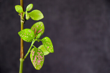 House room urban plant background, green leave background, houseplant close-up and macro, gardening