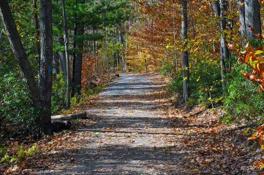 Grand Canyon Of Pennsylvania, Pine Creek Gorge, Barbour Rock Trail