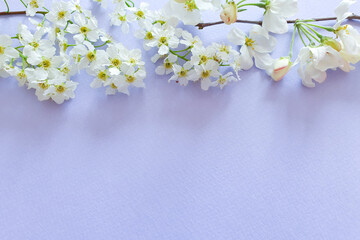 White flower border on pastel purple table. Top view, copy space. Free space for text or beauty product.
