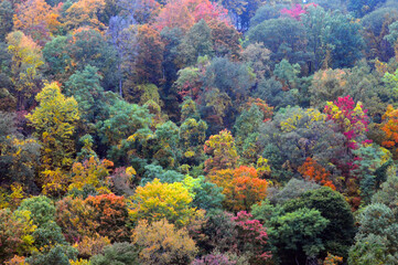 Photo of the autumn leaves