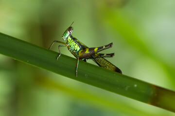 Grasshopper  on wildlife
