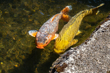 水路を泳ぐ鯉