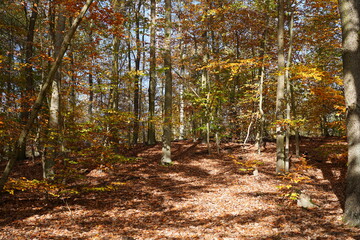 Sonniger, idyllischer Waldhang im Herbst