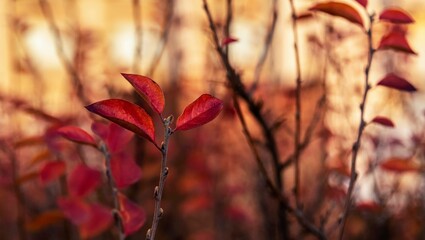 Creative template with autumn red leaves. Autumn landscape.