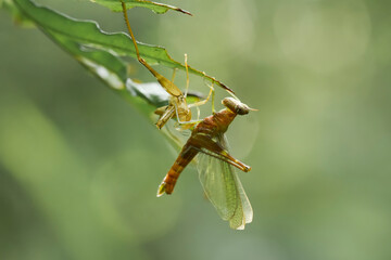 Grasshopper  on wildlife