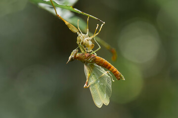 Grasshopper  on wildlife