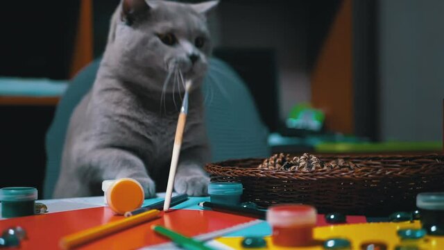 Sly British Cat Jumped on Table and to Steal Paint Brush. Thief. Animal Instinct