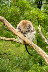 Fluffy sleeping koala on eucalyptus tree in Australia