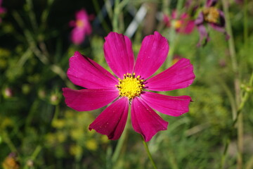 The flower is a red cosmos with a yellow bud center. Cosmos from asters with petals macro close-up.