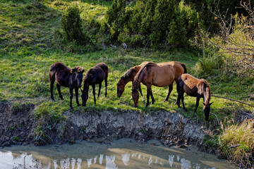 Herd of Hucul pony horses standing in front of water stream in Beskid Niski mountains area in Poland, Europe.