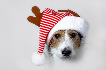 Postcard, serious dog jack russell terrier in santa claus hat, merry christmas pet isolated on white. Copy space.