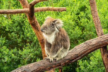 Fluffy koala on eucalyptus tree in Australia