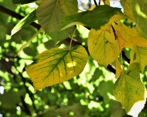 green leaves in autumn
