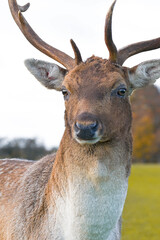 A deer in Phoenix park in Dublin