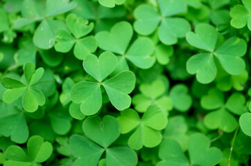 Fototapeta na wymiar Vivid Green Irish Shamrock or the Three-leaf Clovers on the Field for Background or Banner