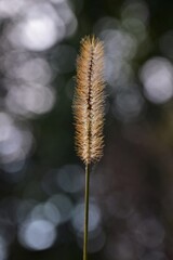 close up of a seed