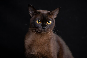 Burma cat , Young cat on black background. Black friday