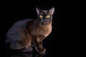 Obraz premium Burma cat , Young cat on black background. Black friday