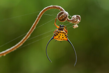 Spider on Nature
