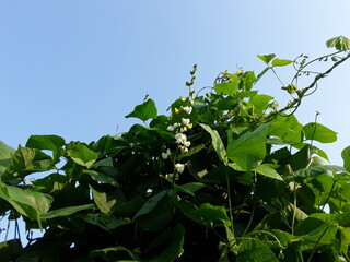 White semfali Beans flower.Sem is also known as Indian beans, surti papdi, valor papdi or Lima beans in English. These annual beans are from the Fabaceae family like green beans/French beans and peas.
