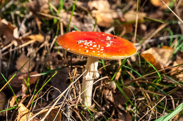 Red Amanita muscaria mushrooms in a forest