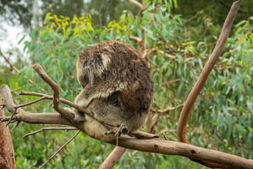 Fluffy sleeping koala on eucalyptus tree in Australia