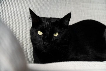 Huge black cat